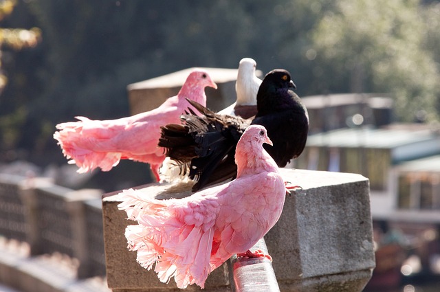 的最好诠释 的最好诠释